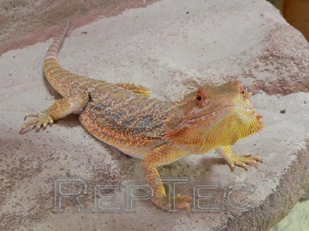 Bartagamen Weibchen Sandfire (sub)adult - Sonstige Reptilien - Pörtschach am Wörthersee