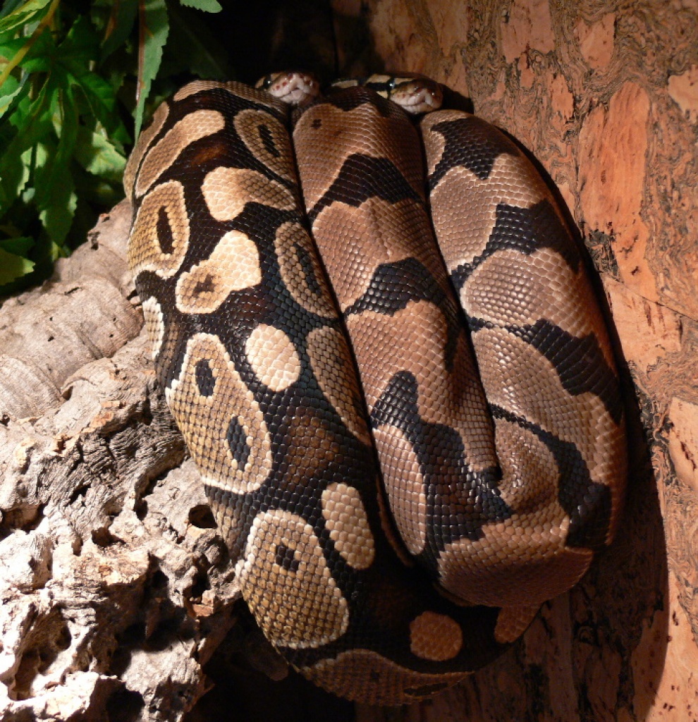 1,1 Königspython, zuchtbereit, FARBVARIANTEN - Schlangen - Hamburg