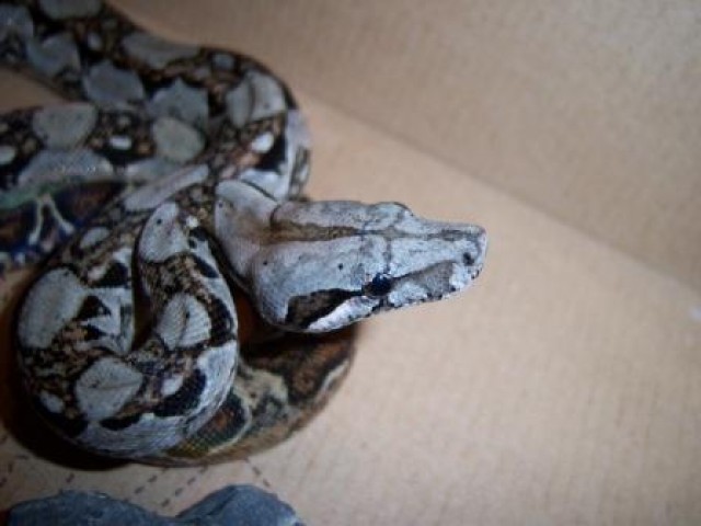KLEINBLEIBENDE Boa constrictor imperator, Belizeboas, reinrassig - Schlangen Boa - Ludwigsburg