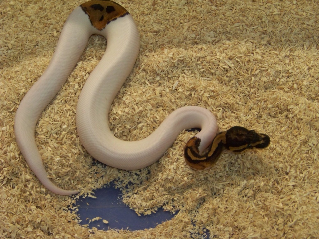 Königspythons und Boas - Schlangen - Hohenstein