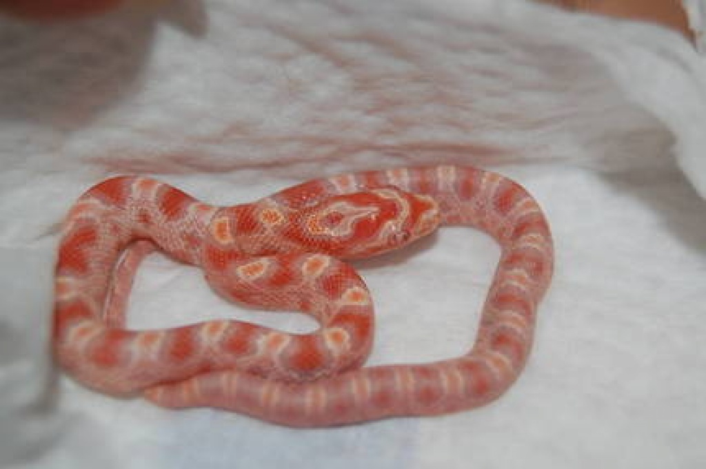 Amelanistisch * Creamsicles* Emory-Guttatus-Hybrid - Schlangen - Aschersleben