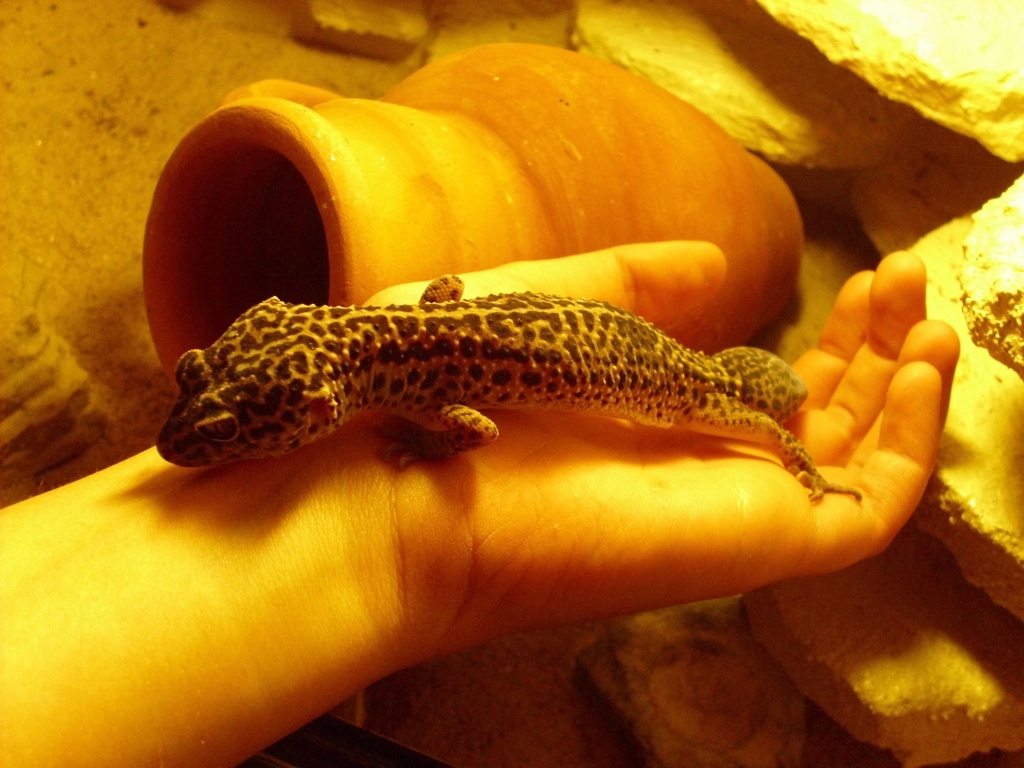 Leopardgecko Weibchen Adult - Sonstige Reptilien - Falkensee