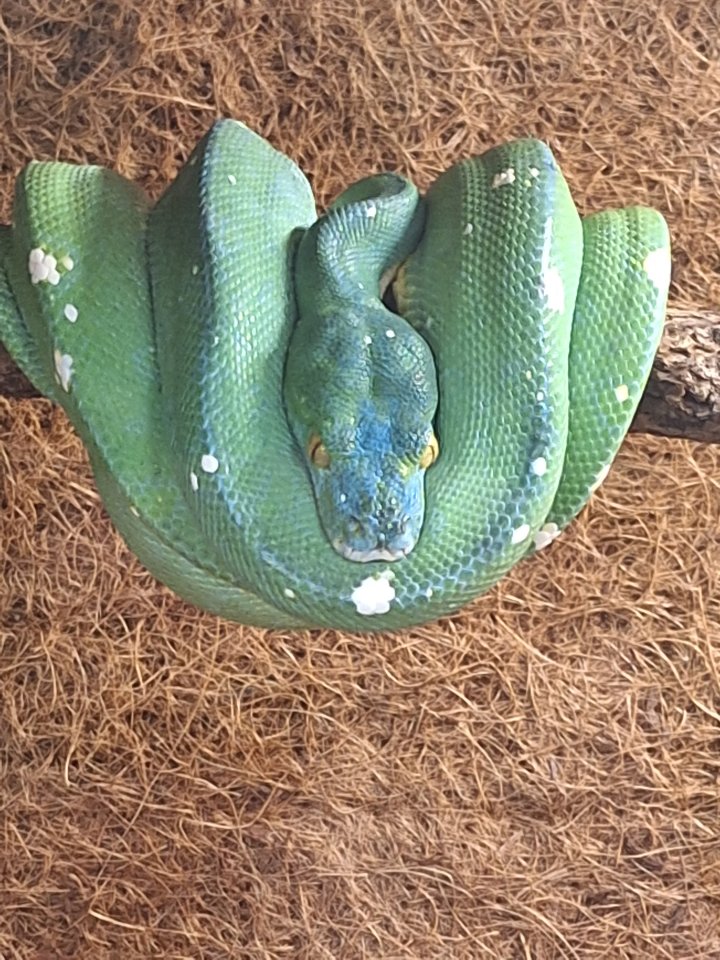 Morelia viridis 1,0  NZ 2012 - Schlangen - Lahnau