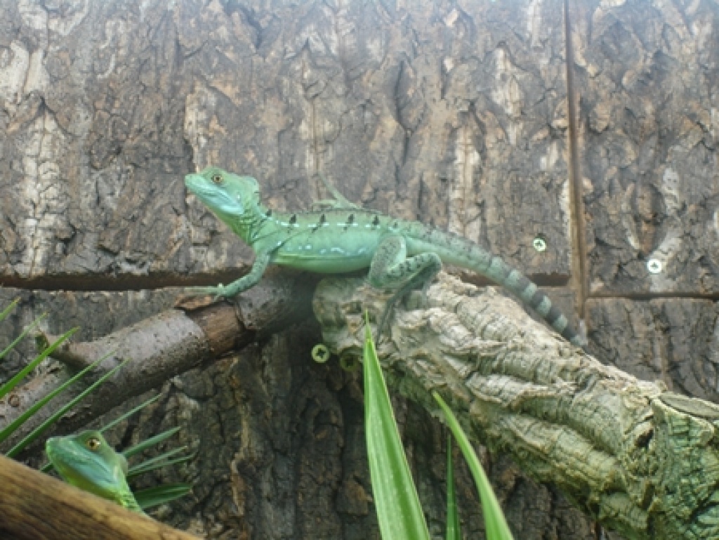 Stirnlappenbasilisken DNZ (4 und 8 Monate) - Basilisk - Köln