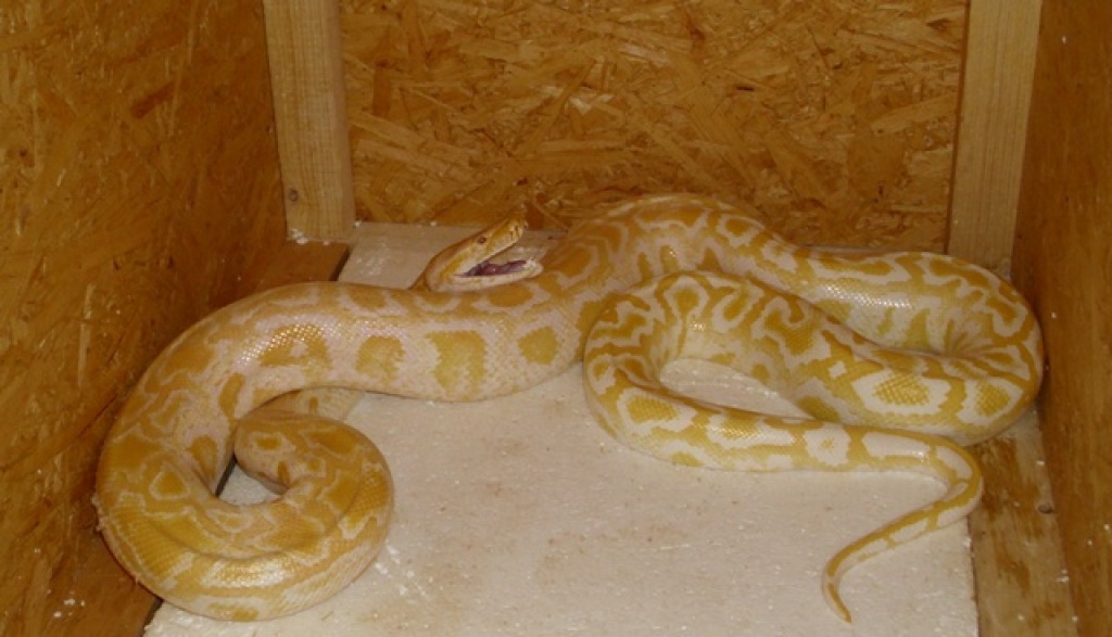 Tigerpython Albino Weibchen - Schlangen - Meldorf