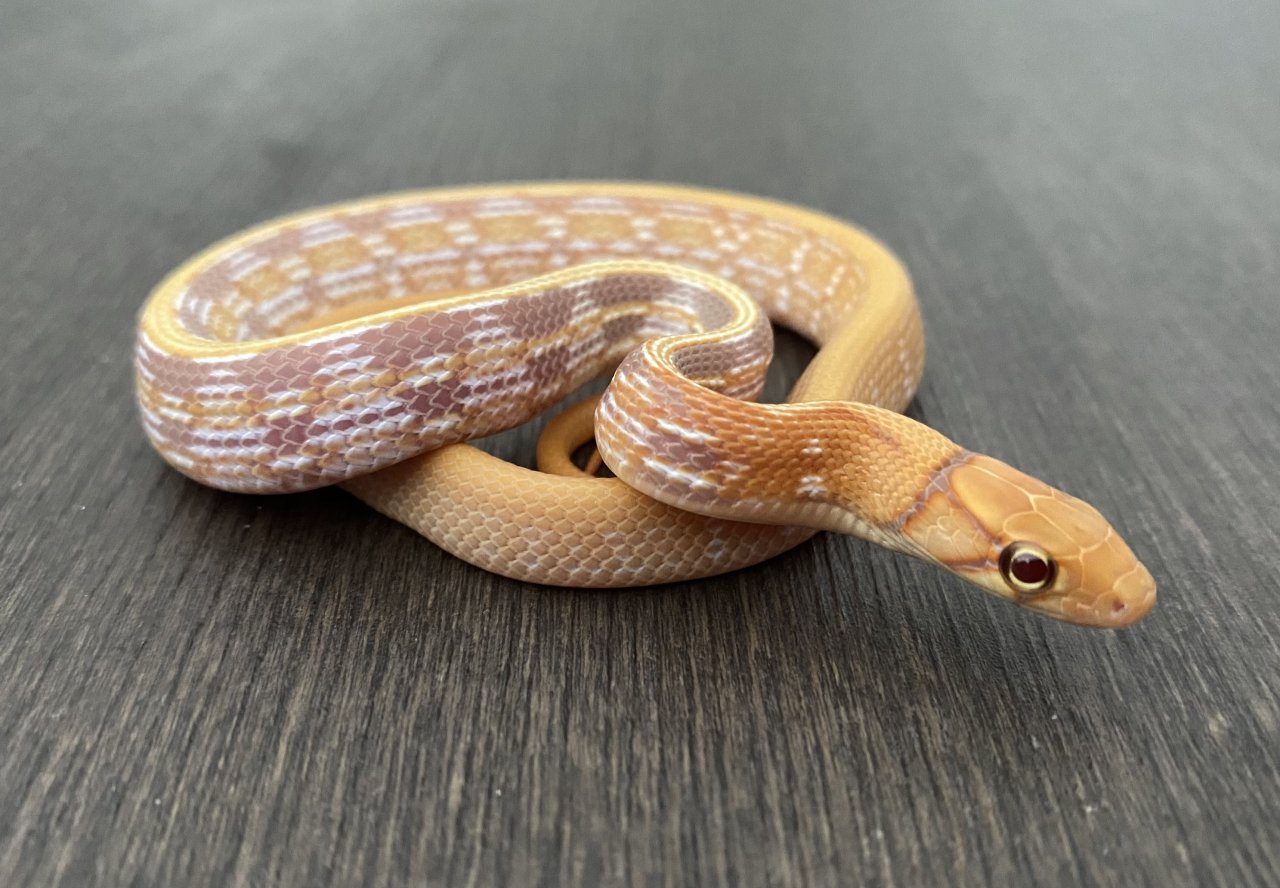 1.0 T+ Albino Strahlennatter (Coelognathus Radiatus) DNZ23 - Schlangen - Münster