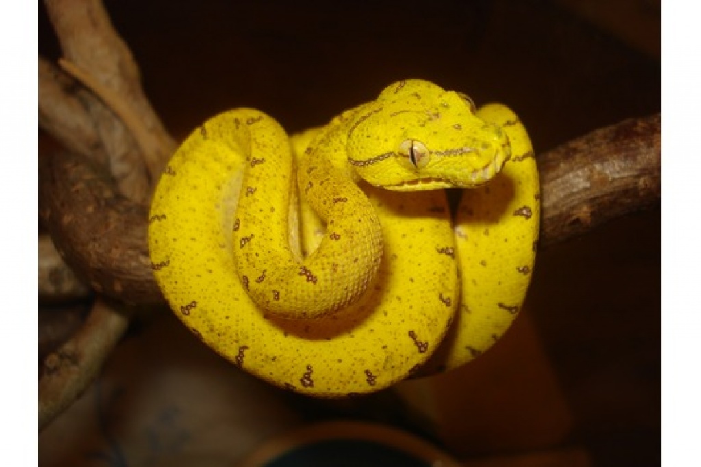 1.1 Morelia viridis (Grüner Baumpython) - Schlangen - Enger