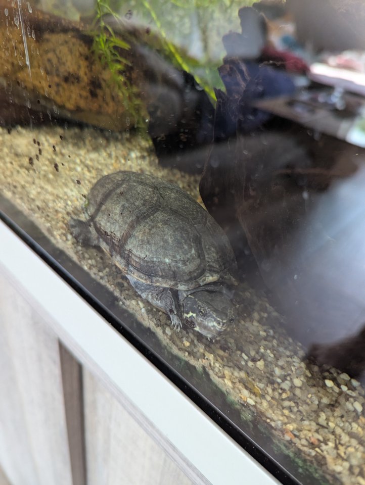 Moschusschildkröte abzugeben - Schildkroeten - Oldenburg