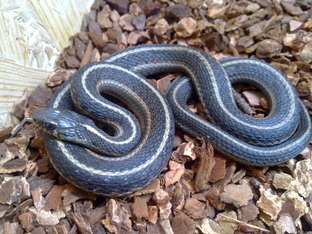 Biete Thamnophis elegans terrestris - Schlangen - Bamberg