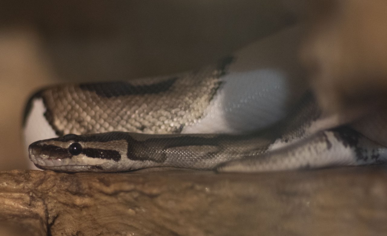 3 x Königspython (Python Regius) zu verkaufen! - Schlangen - Stuttgart