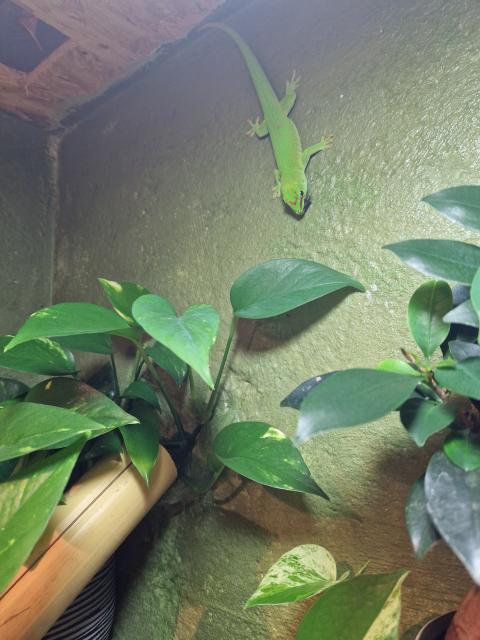 Madagaskar Taggecko  - Gecko - Wanfried 
