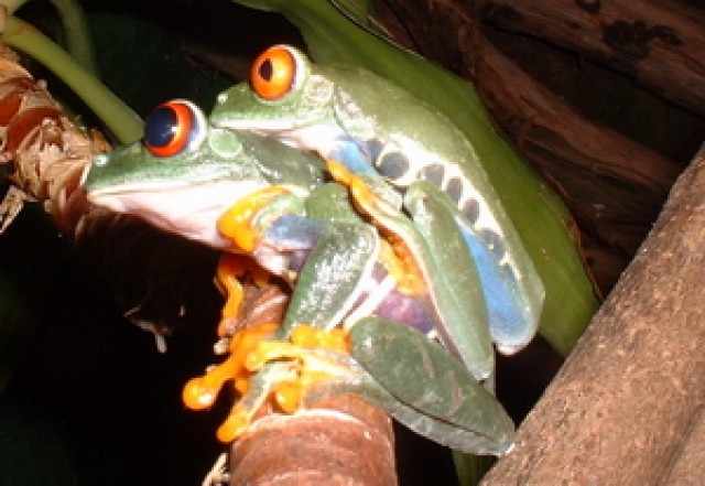 Suche Dendrobaten, Laubfrösche u.s.w - Frosch - harsewinkel