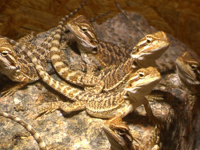 Farb Bartagamen Nachzucht aus Amerika(Elterntiere) von Millspaugh Dragon- Ranch - Bartagame Farbbartagame - Bernhardswald