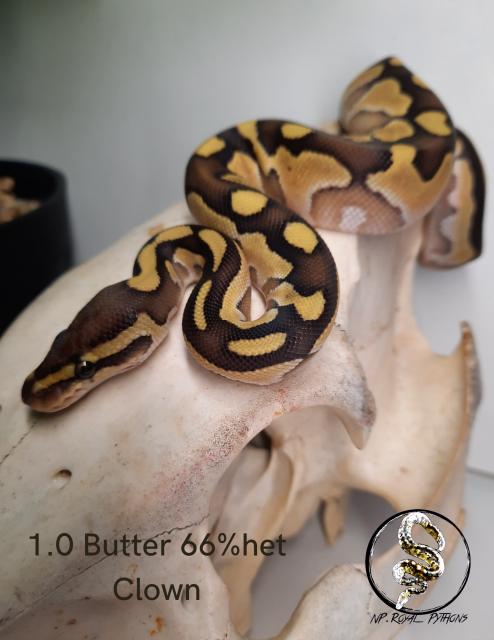 Königspython NZ 21/22 - Schlangen Python - Castrop-Rauxel