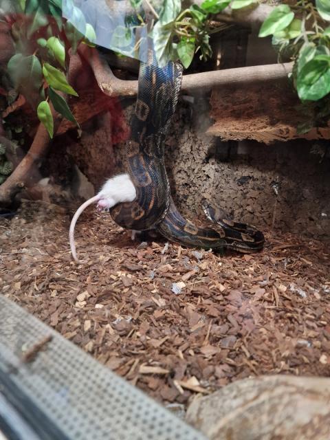 Boa constrictor imperator  - Schlangen Boa - Nörvenich