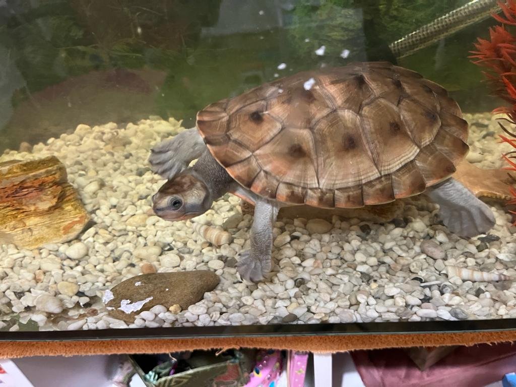 Wasserschildkröten - Schildkroeten - Bielefeld