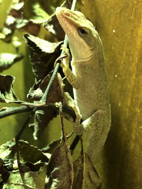 Rotkehlanolis - Anolis - Falkensee 