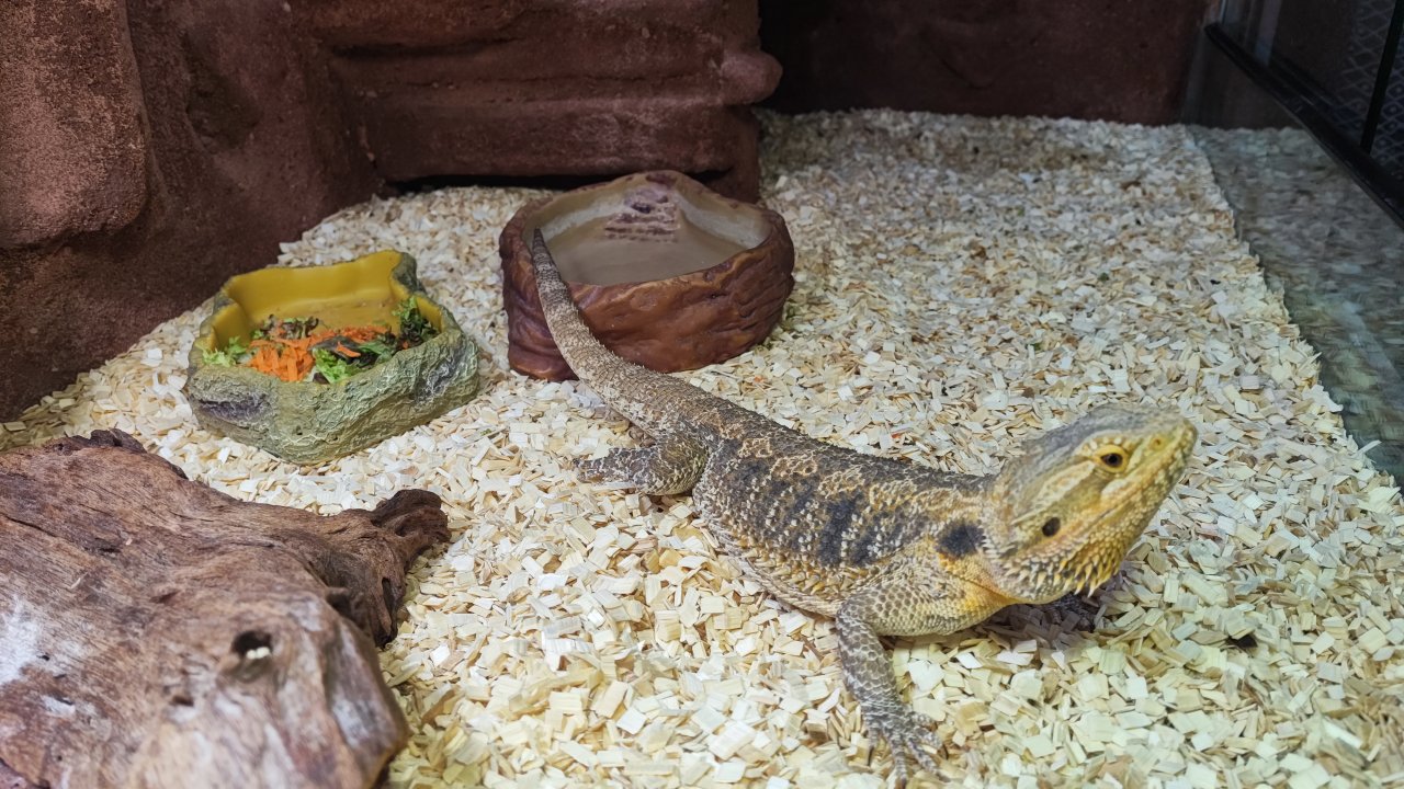 Bartagame mit Terrarium und Technik  - Bartagame - Schwäbisch Gmünd