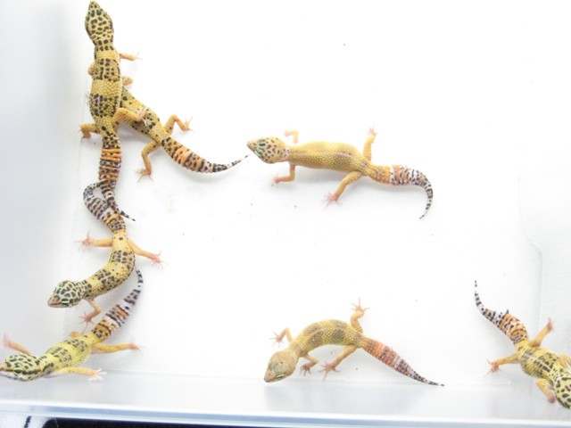 Leopardgeckos zu verschenken - Echsen - Hagen