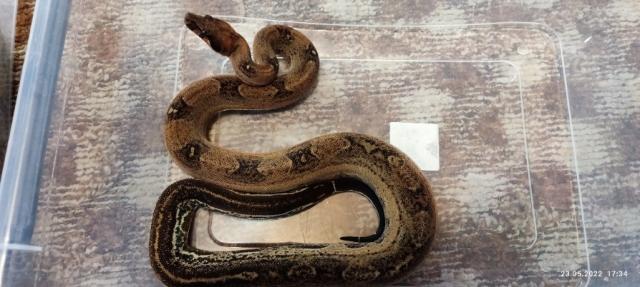 Boa Constrictor Leopard/ IMG - Schlangen Boa - Urmitz 