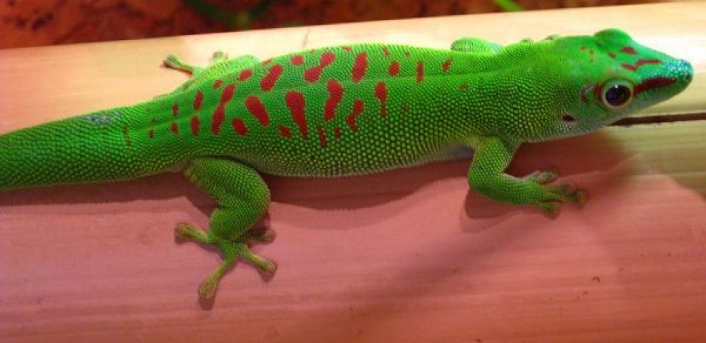 Verkaufe Taggecko weibchen - Sonstige Reptilien - Sankt Ingbert