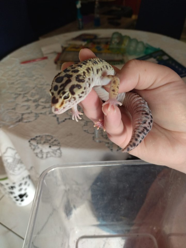 Leopard - Gecko männlich - Echsen - Homberg