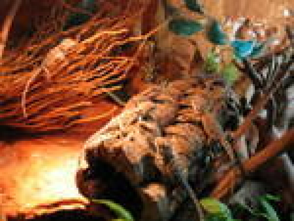 Bartagamen Bartis Echsen Babys ohne Terrarium - Sonstige Reptilien - Hattersheim am Main