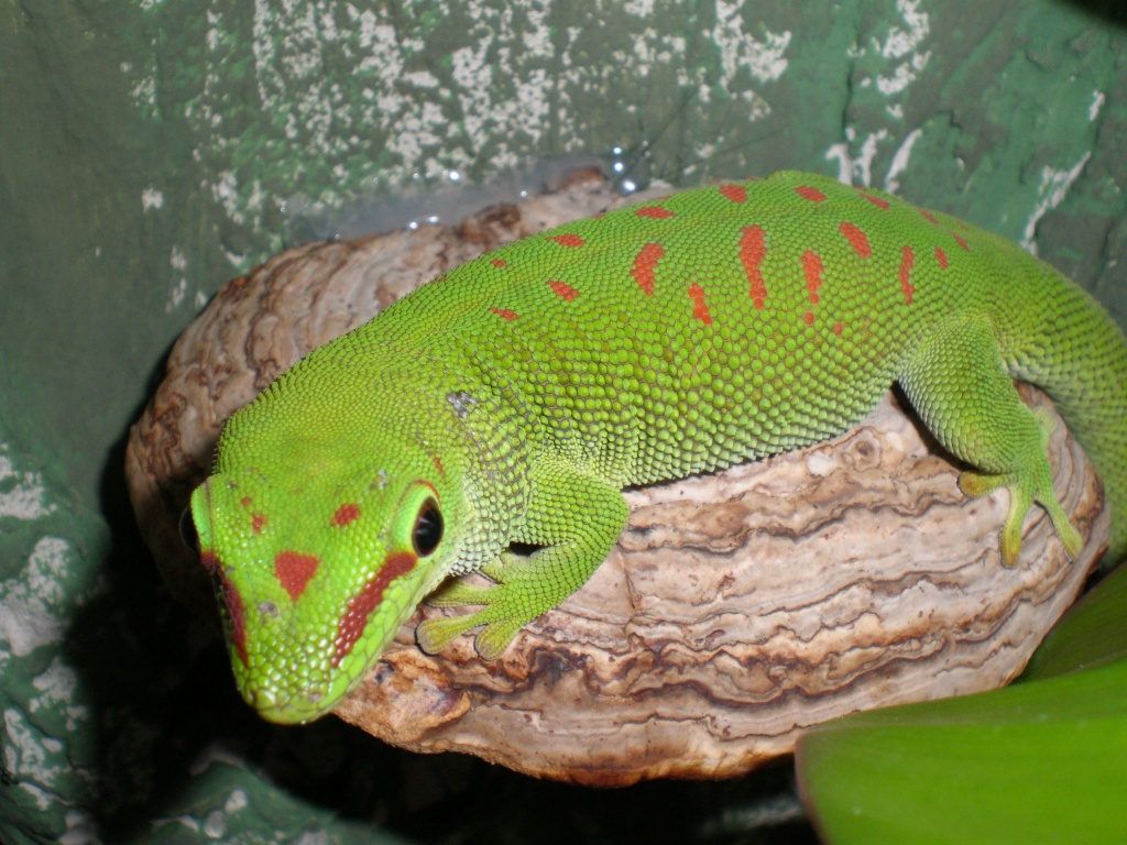 Phelsuma (madagascariensis) grandis - Gecko - Bernau bei Berlin