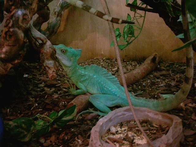 Stirnlappen Basilisken zu Verkaufen - Schlangen Basilisk - Damme