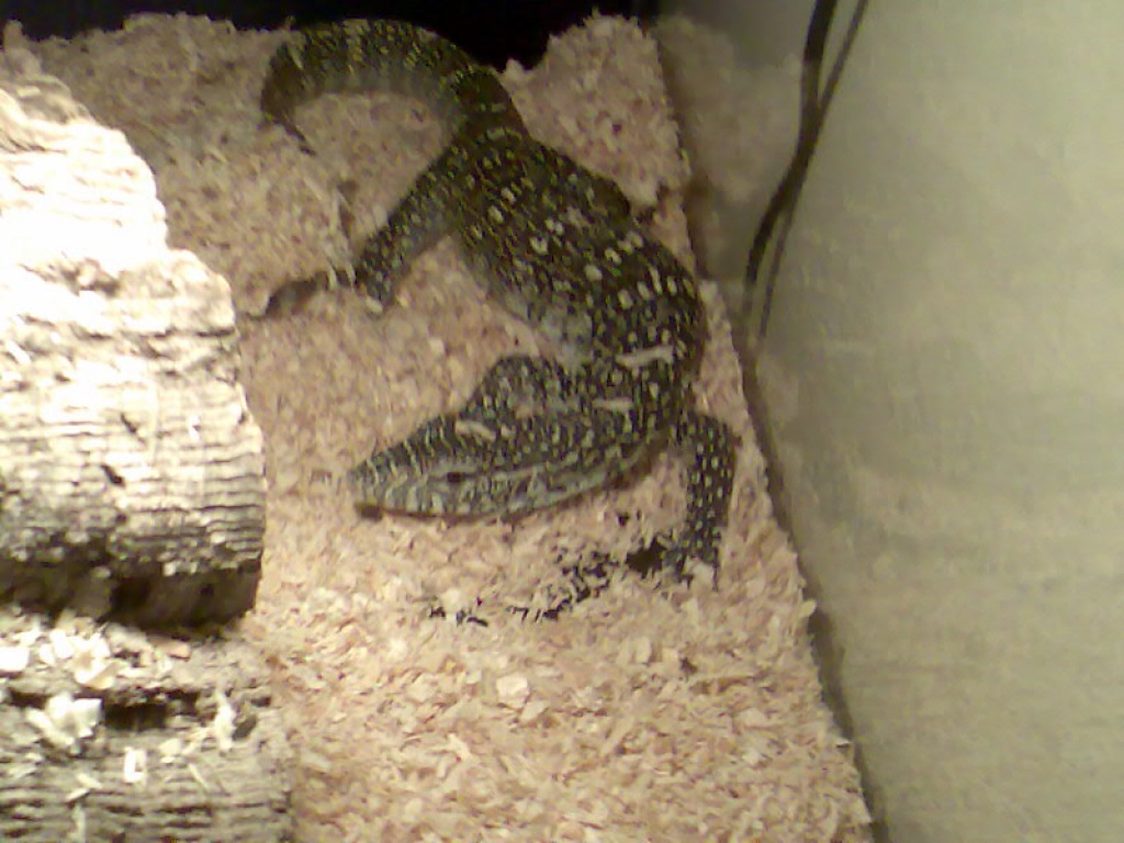 Verkaufe Nilwaran ( Varanus niloticus) - Warane - Herne