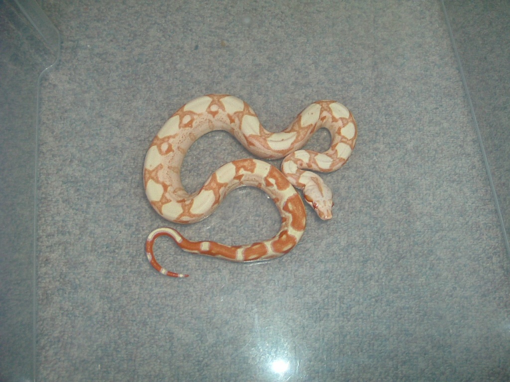 Boa Farbmorph - Sonstige Reptilien - thüringen