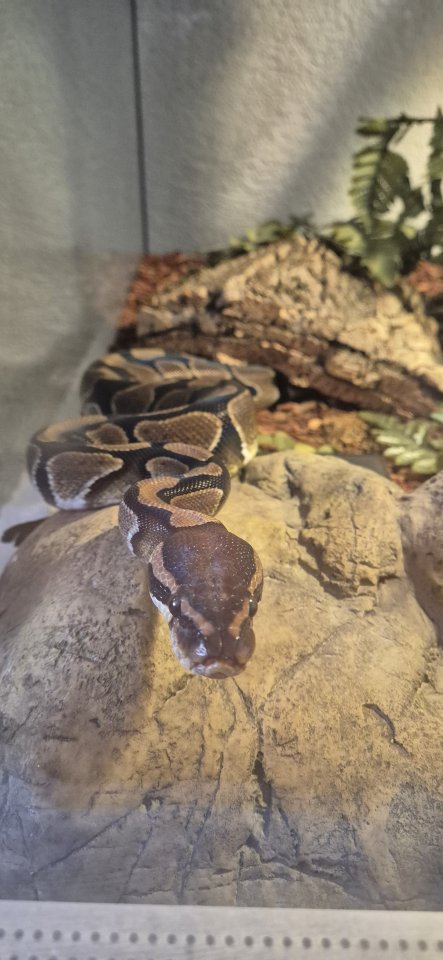 Königspython (Python regius) + großes Terrarium & Zubehör - Schlangen - Hohenfels