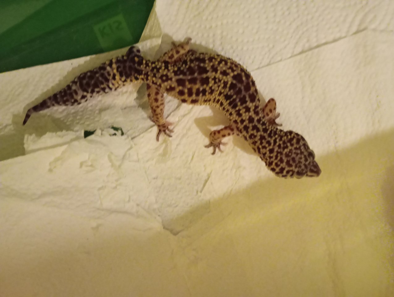 Terrarium,+zwei Leopardgeckos - Gecko - Apenburg -Winterfeld OT Apenburg
