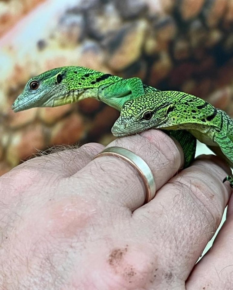 Grüner Baumwaran zu verkaufen - Echsen - Paris