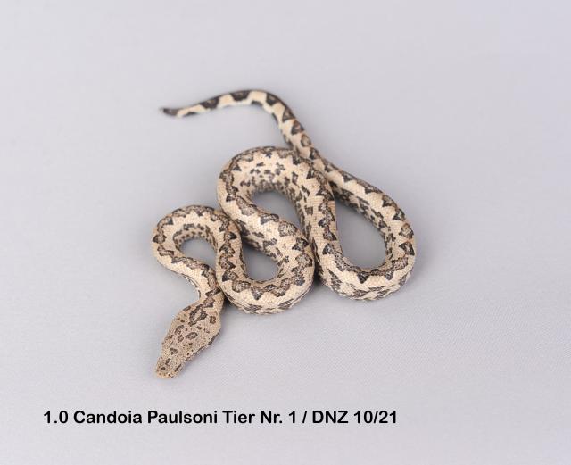 Candoia Paulsoni St.Isabel Nachzuchten - Schlangen Boa - Barsbüttel