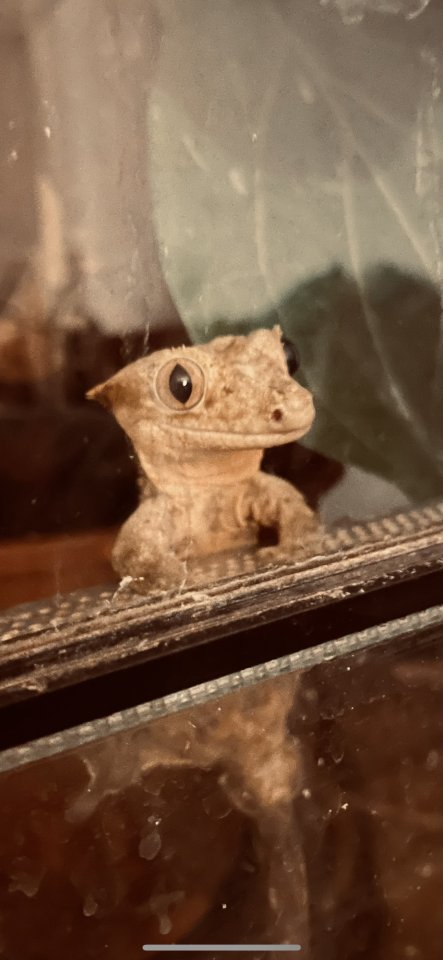 Kronengeckos (Correlophus cilitatus) in gute Hände abzugeben - Gecko - München 