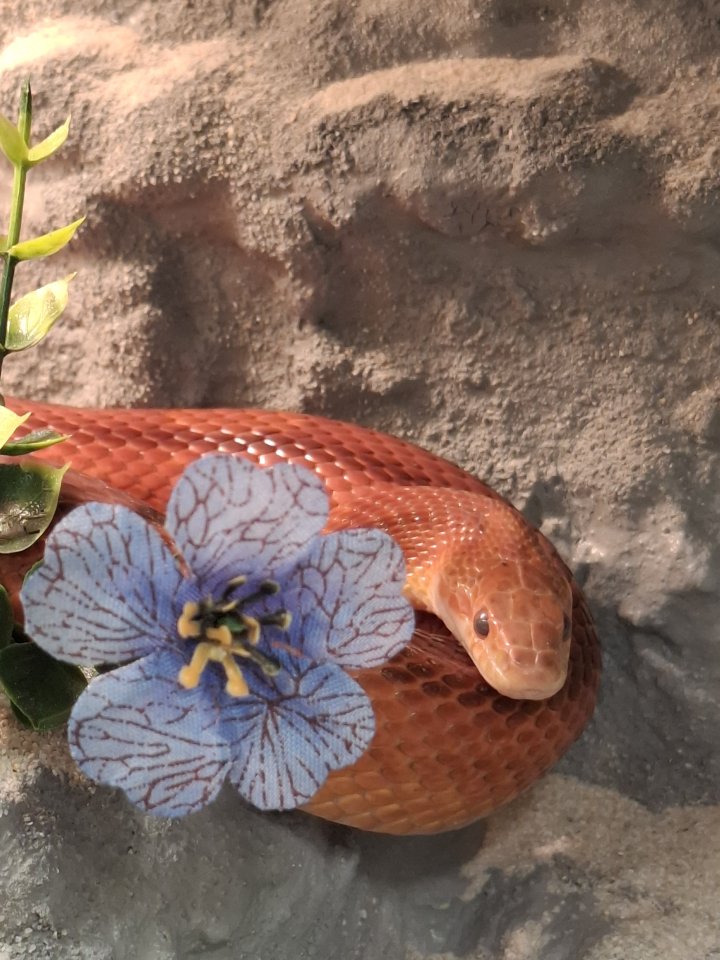 Hypo Bloodred Motley Pied Kornnatter  - Schlangen - Dortmund