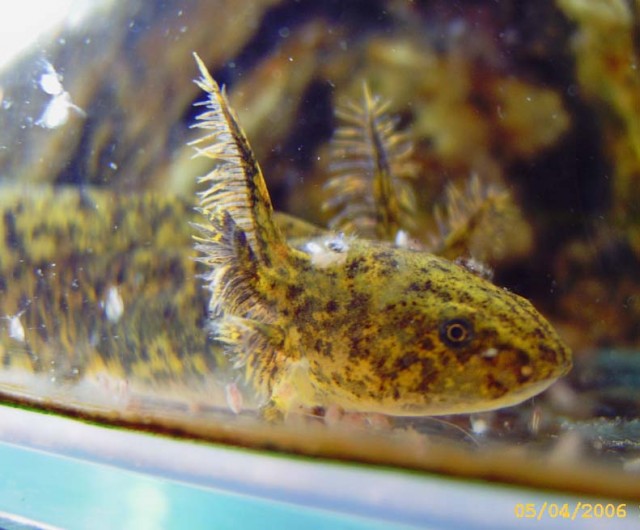 Axolotl abzugeben - Salamander - Peine