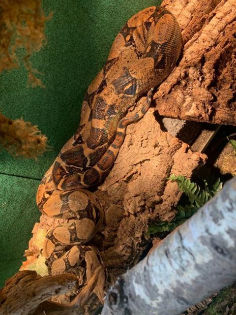 1.1 Boa constrictor Imperator 0.1 Boa Constrictor constrictor   - Schlangen Boa - Herne