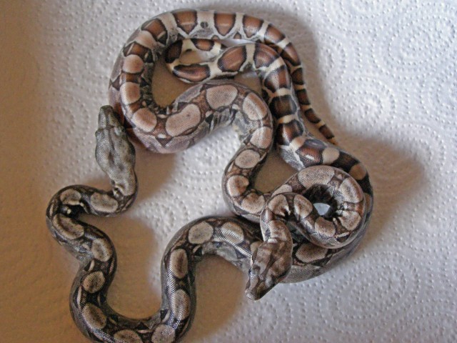 Boa Heterozygot 66% für Albino - Schlangen Boa - Frankfurt