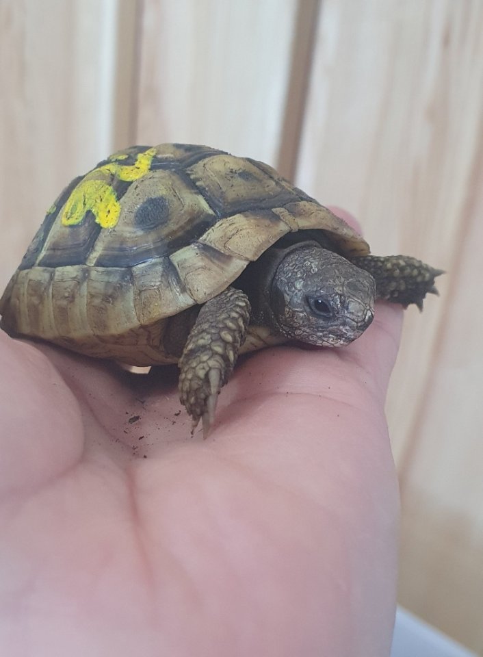Griechische Landschildkröten NZ 2022 - Schildkroeten - Regau/ Österreich