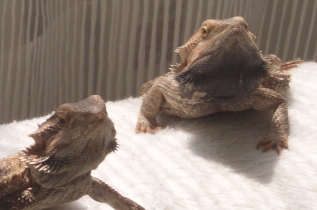 Zwei Bartagame - Sonstige Reptilien - Düsseldorf