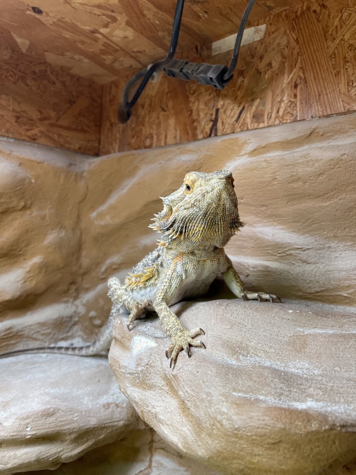 Bartagame und Terrrarium - Bartagame - Puchheim