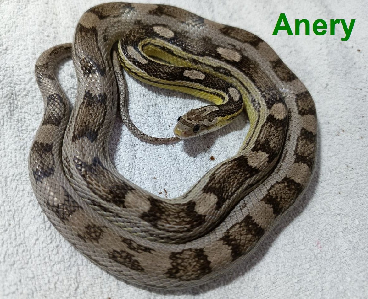 NOTVERKAUF Kornnatter Anery Weibchen 0.1 - Schlangen - Neubrandenburg