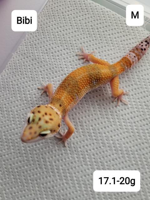 Leopardgeckos NZ 21 abzugeben - Echsen - Heist