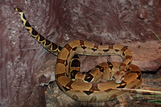 Boa Constrictor Equador - Schlangen Boa - Nürnberg