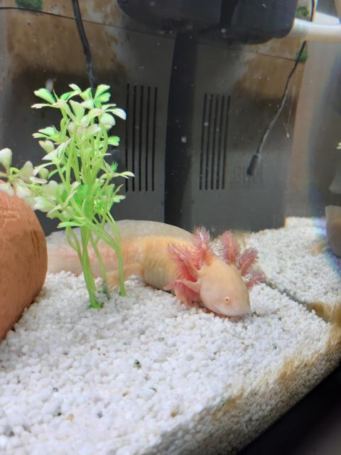 Axolotl und Durchlaufkühler abzugeben  - Sonstige Reptilien - Leonberg