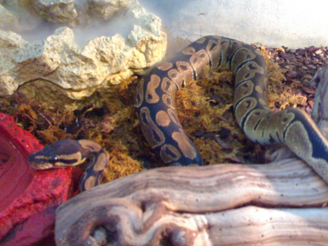 Königspython mit Terrarium und kompletter Technik - Schlangen Python - Hannover