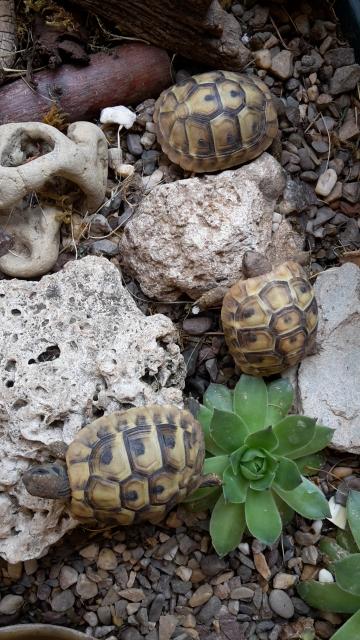 Griechische Landschildkröten 1-jährig - Schildkroeten - Bönnigheim