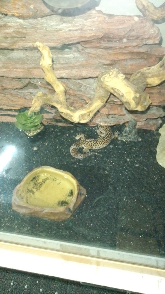 Leopardgecko wir suchen Hilfe - Gecko - Itzehoe 